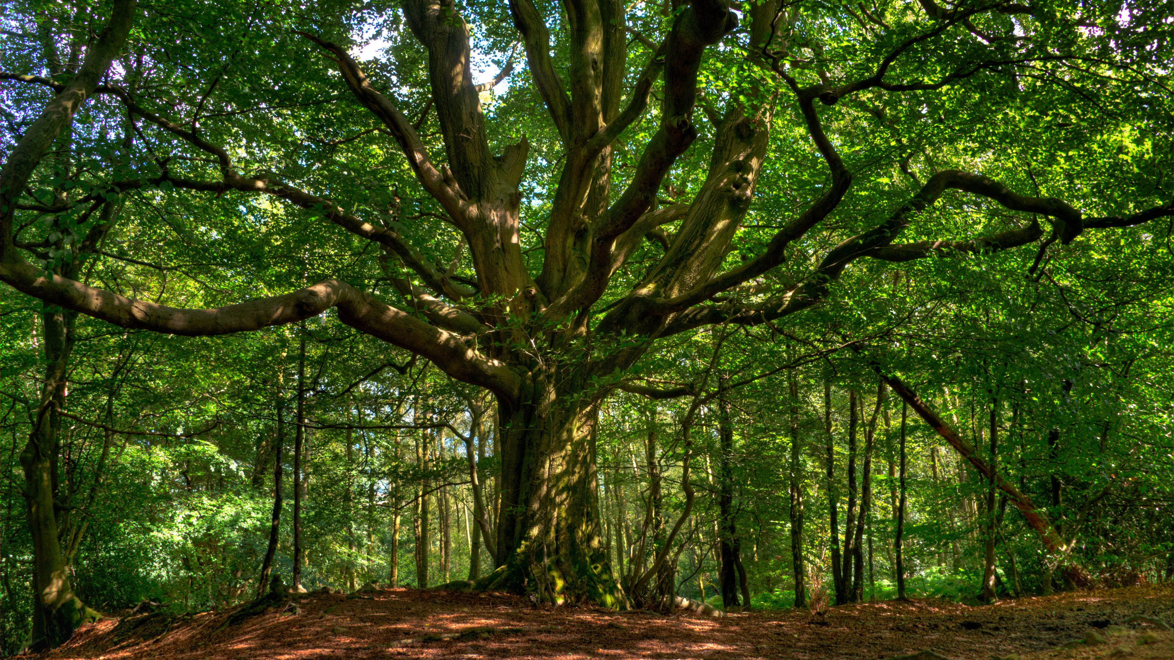 A large tree spreads its boughs to create the canopy of the woodland