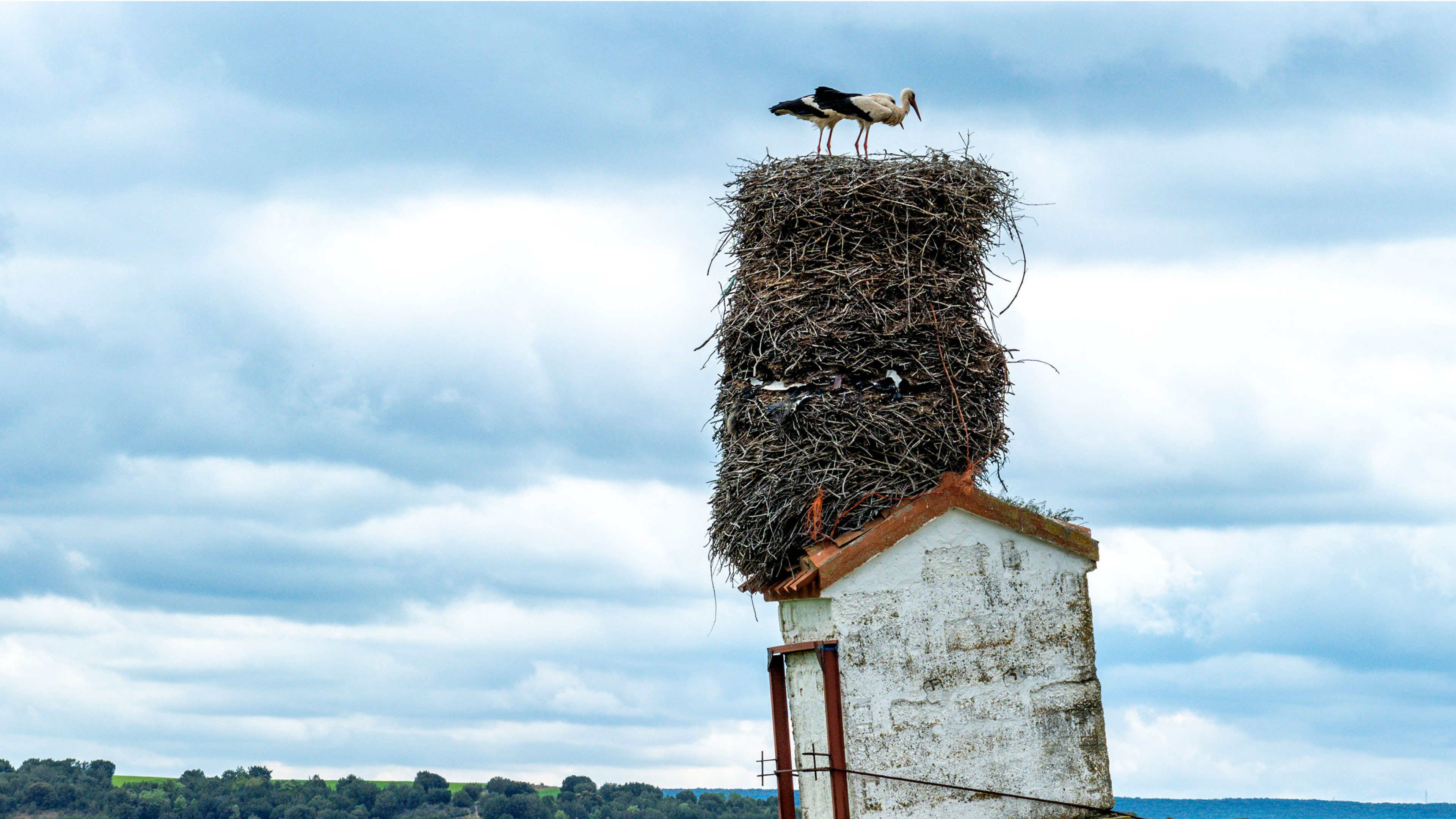 Storch auf Hausdach
