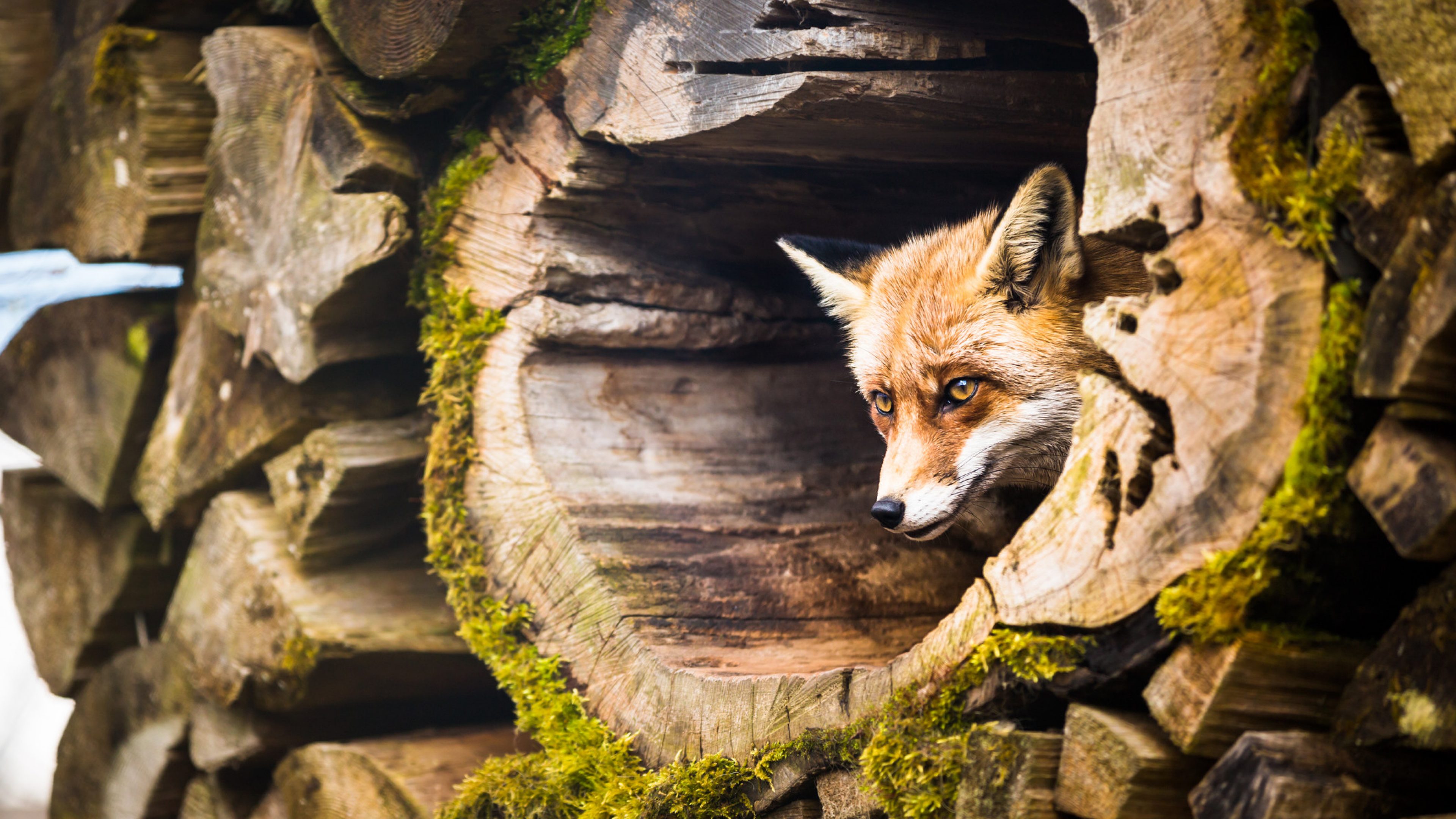 Red Fox (Vulpes vulpes)