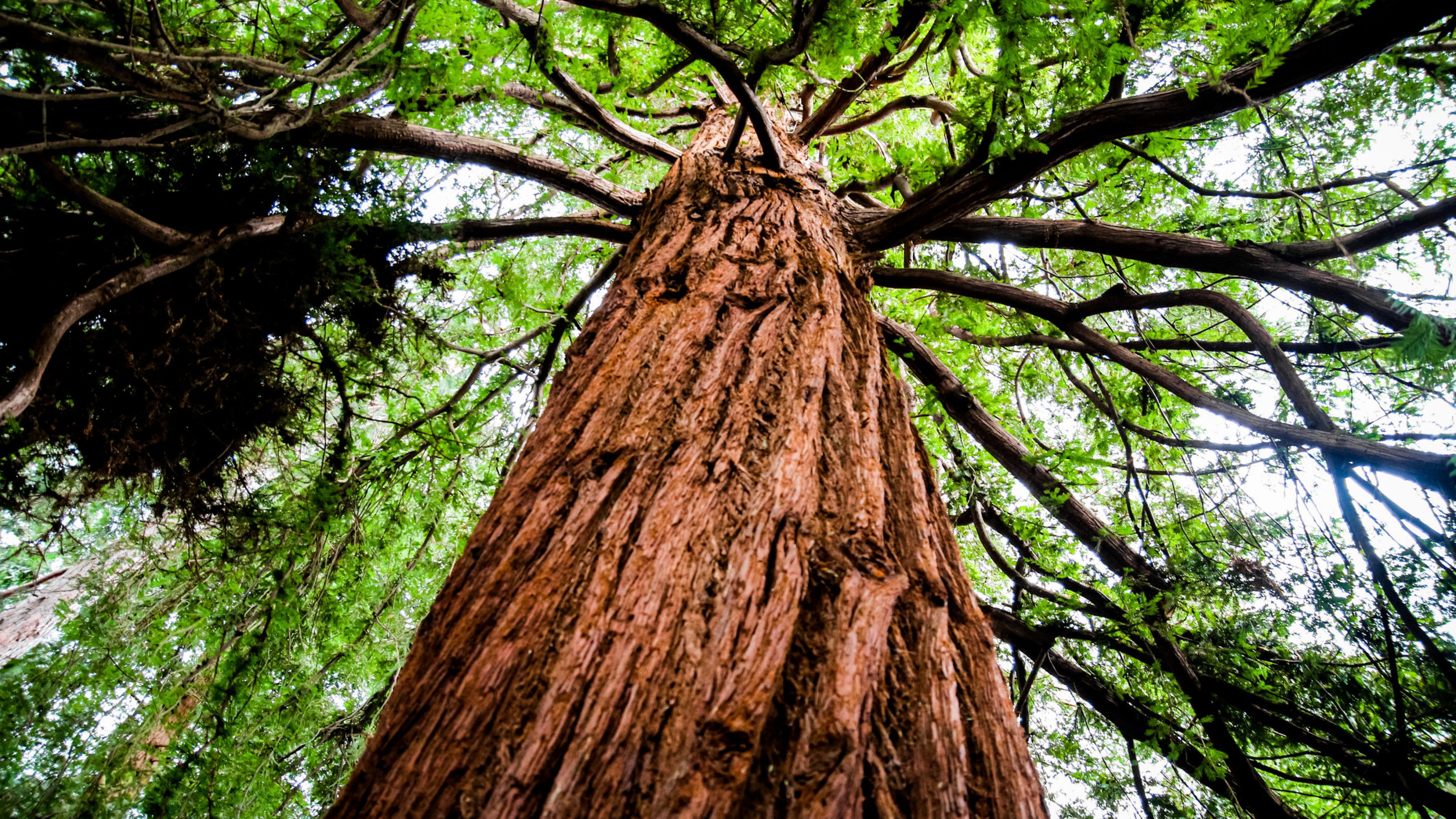Large American redwood.